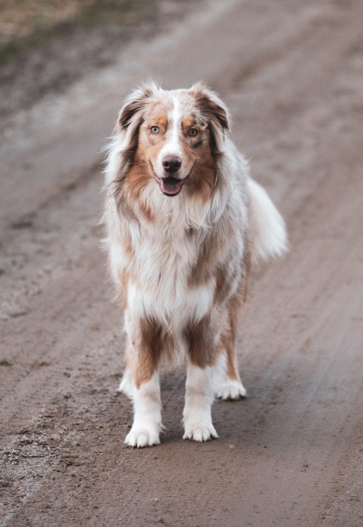 australian shepherd