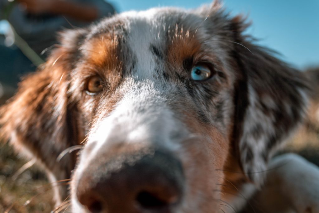 australian shepherd