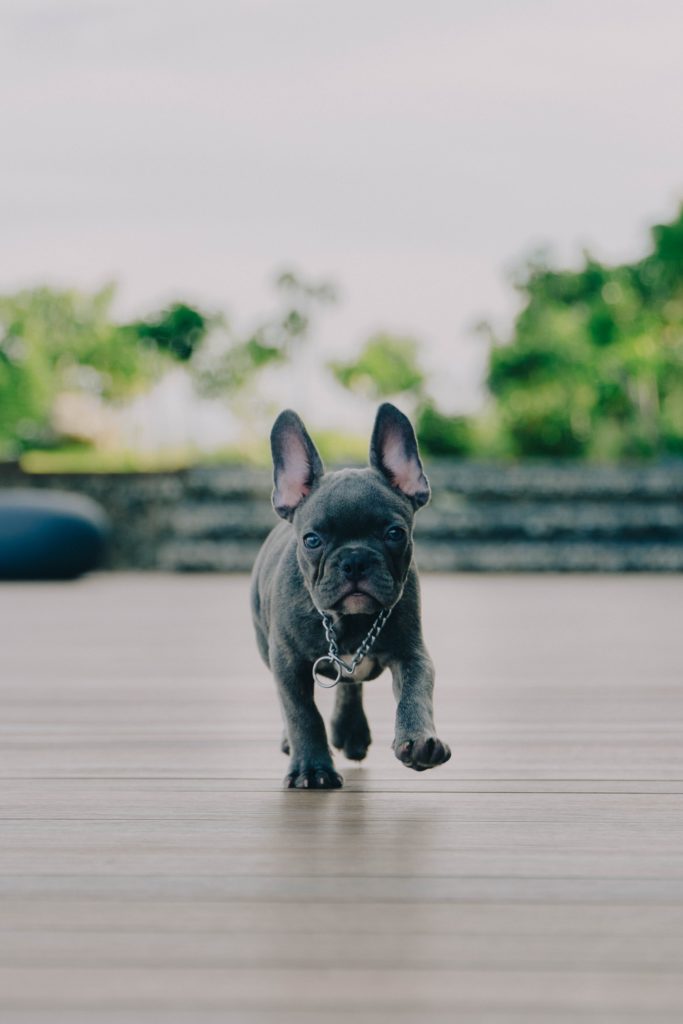 French Bulldog