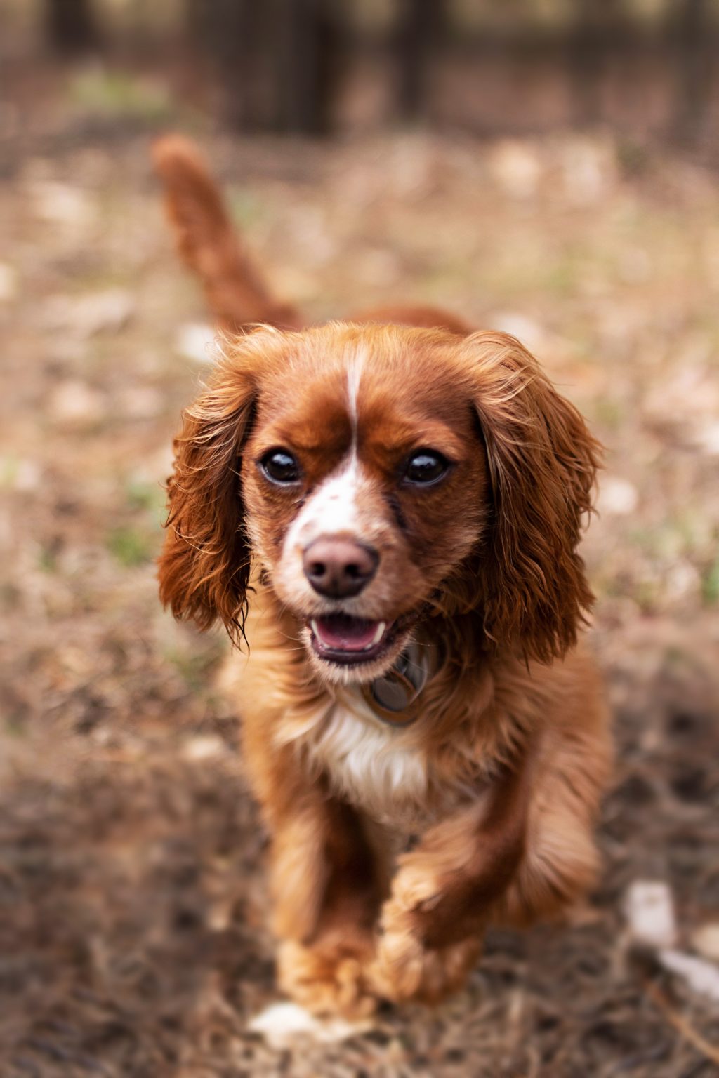 cavalier-king-charles-spaniel-size-guide-how-big-do-cavaliers-get