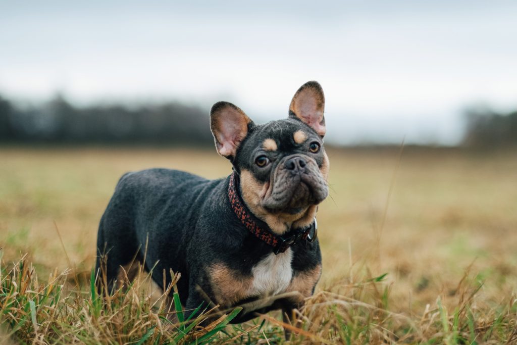 how much should my french bulldog weigh at 12 weeks