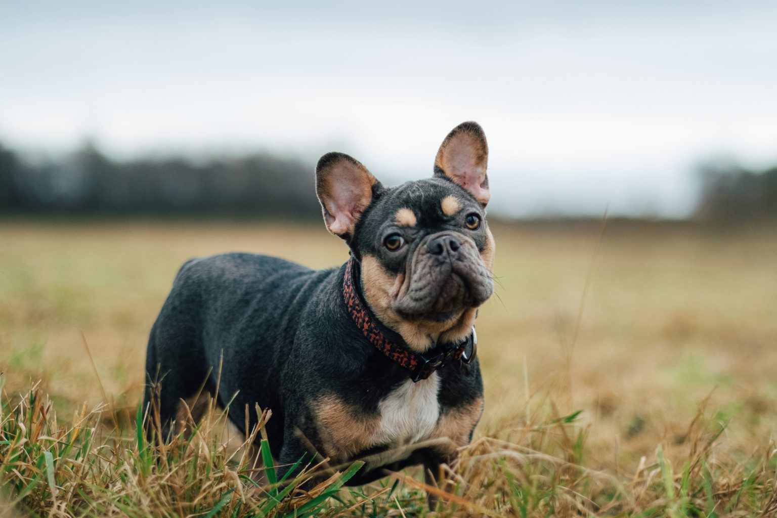 French Bulldog Size Guide How Big Does a French Bulldog Get?