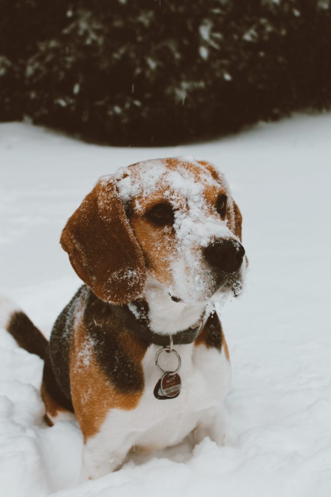 Beagle