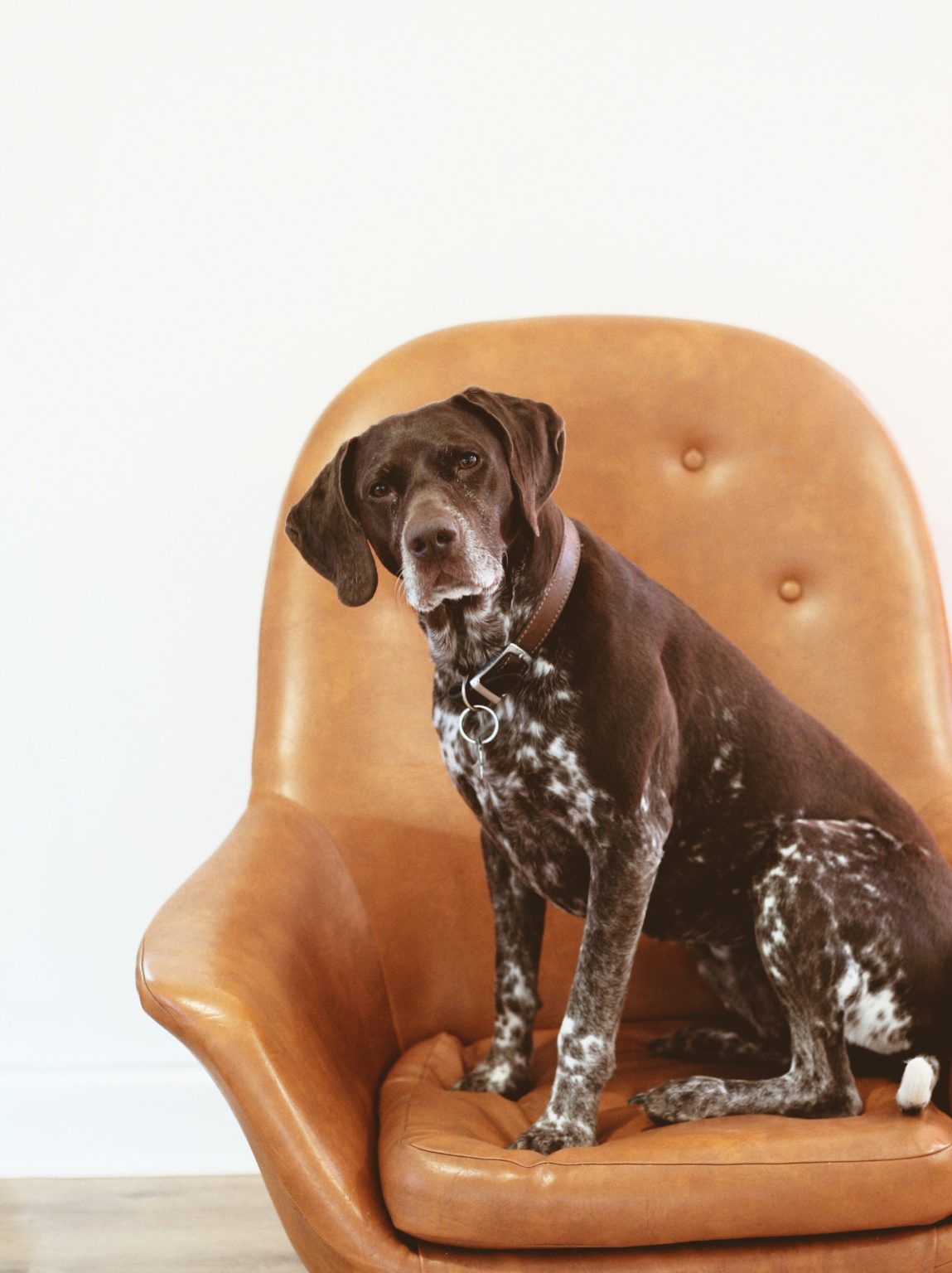 German Shorthaired Pointer Size Guide - Puppy Weight Calculator