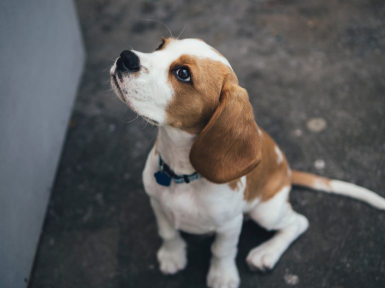 Beagle Size Guide, Chart, and Calculator How Big Do Beagles Get?