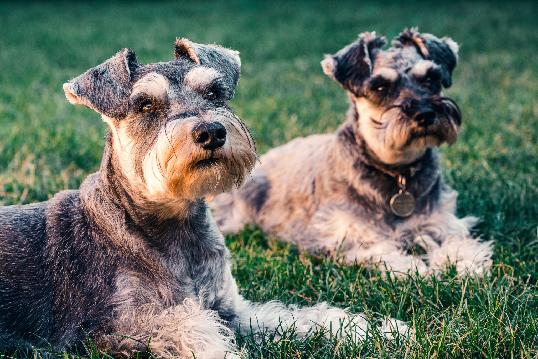 Miniature Schnauzer Size Guide: How Big Does A Mini Schnauzer Get?