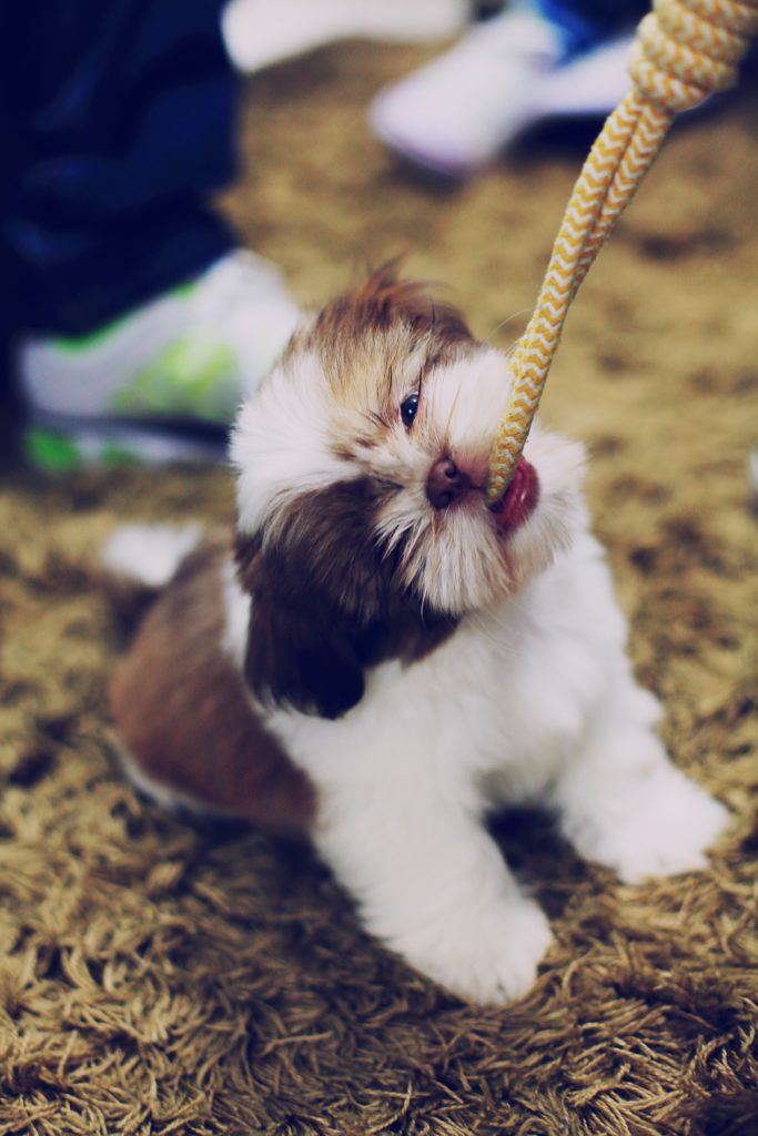 Shih Tzu