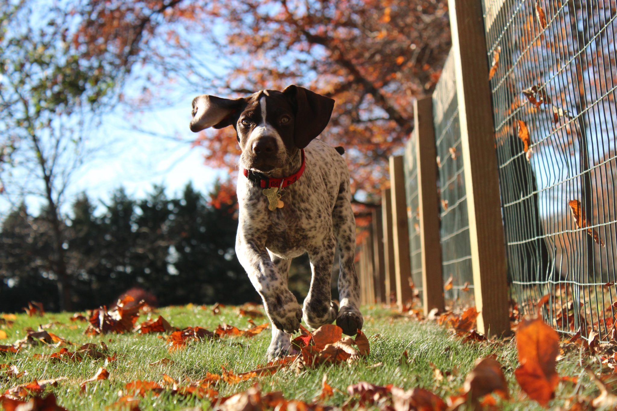 german-shorthaired-pointer-size-guide-puppy-weight-calculator