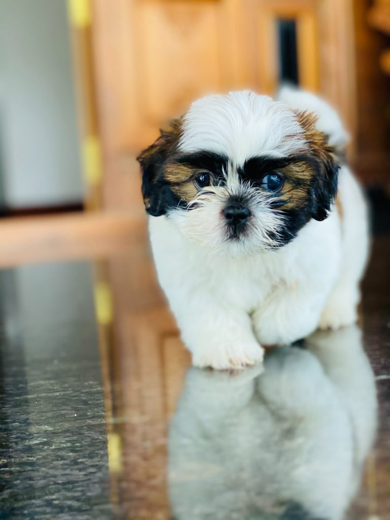 at what age is a shih tzu full grown