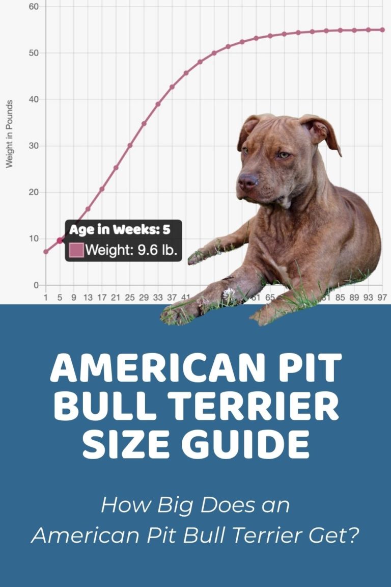 American Pit Bull Terrier Archives - Puppy Weight Calculator