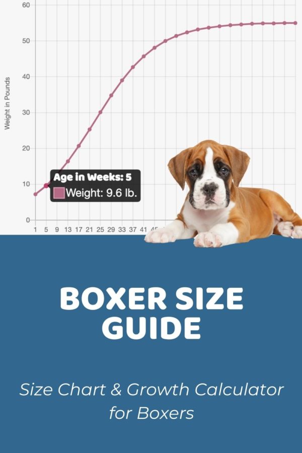 Boxer Size Guide How Big Do Boxers Get? Puppy Weight Calculator