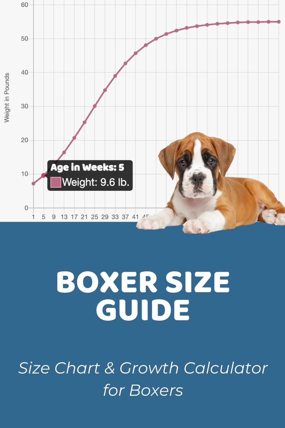 how much should a 3 month boxer puppy weigh