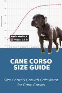 Cane Corso Size Guide: Size Chart & Growth Patterns