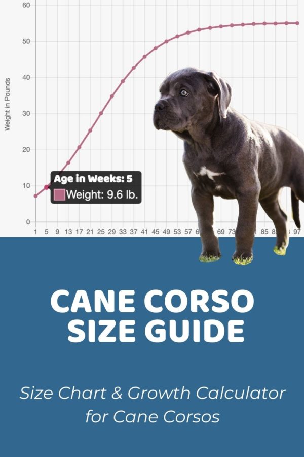 Interactive Cane Corso Growth Chart and Calculator - Puppy Weight ...