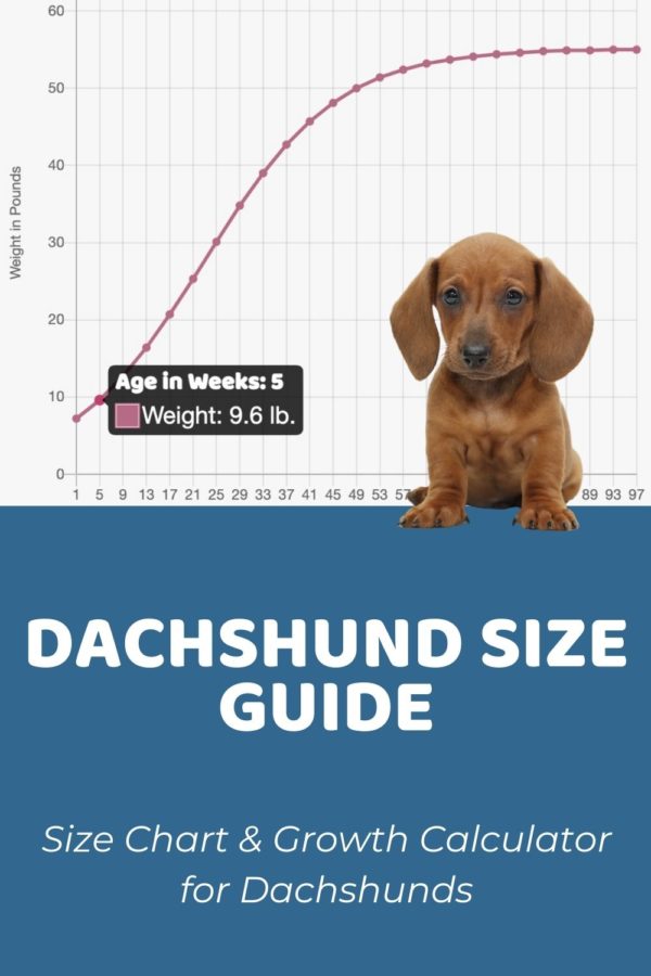 Interactive Dachshund (Miniature) Growth Chart and
