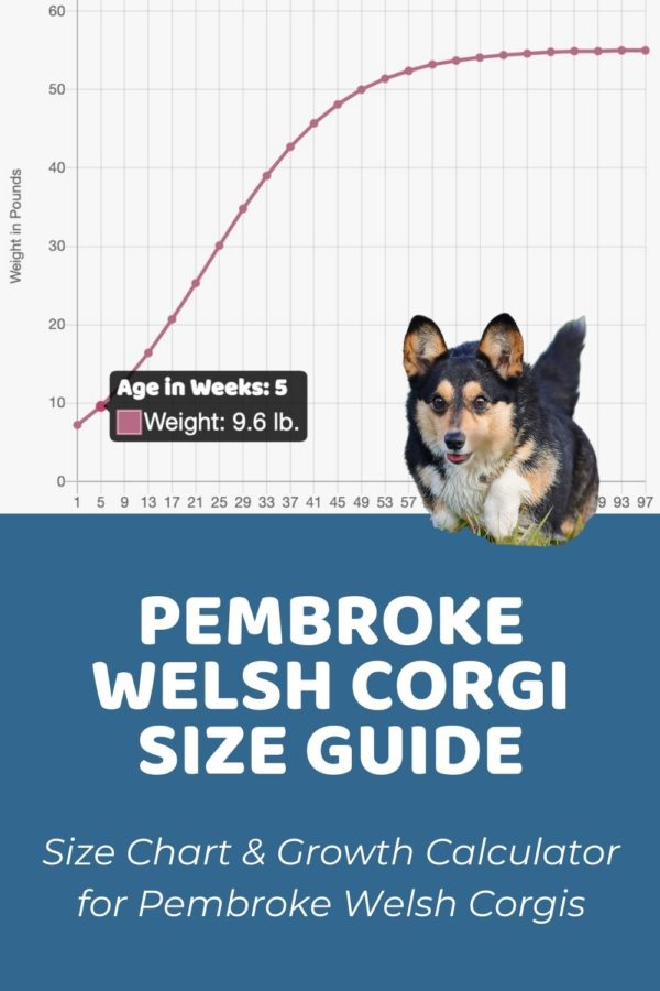 Pembroke Welsh Corgi Size Guide: Size Chart & Growth Calculator