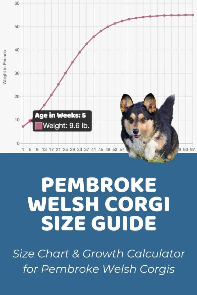 Pembroke Welsh Corgi Size Guide_ Size Chart & Growth Calculator