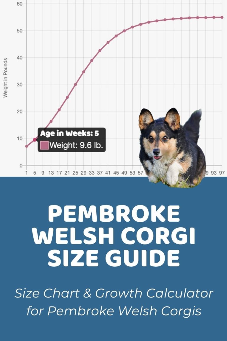 Interactive Pembroke Welsh Corgi Growth Chart and Calculator - Puppy ...