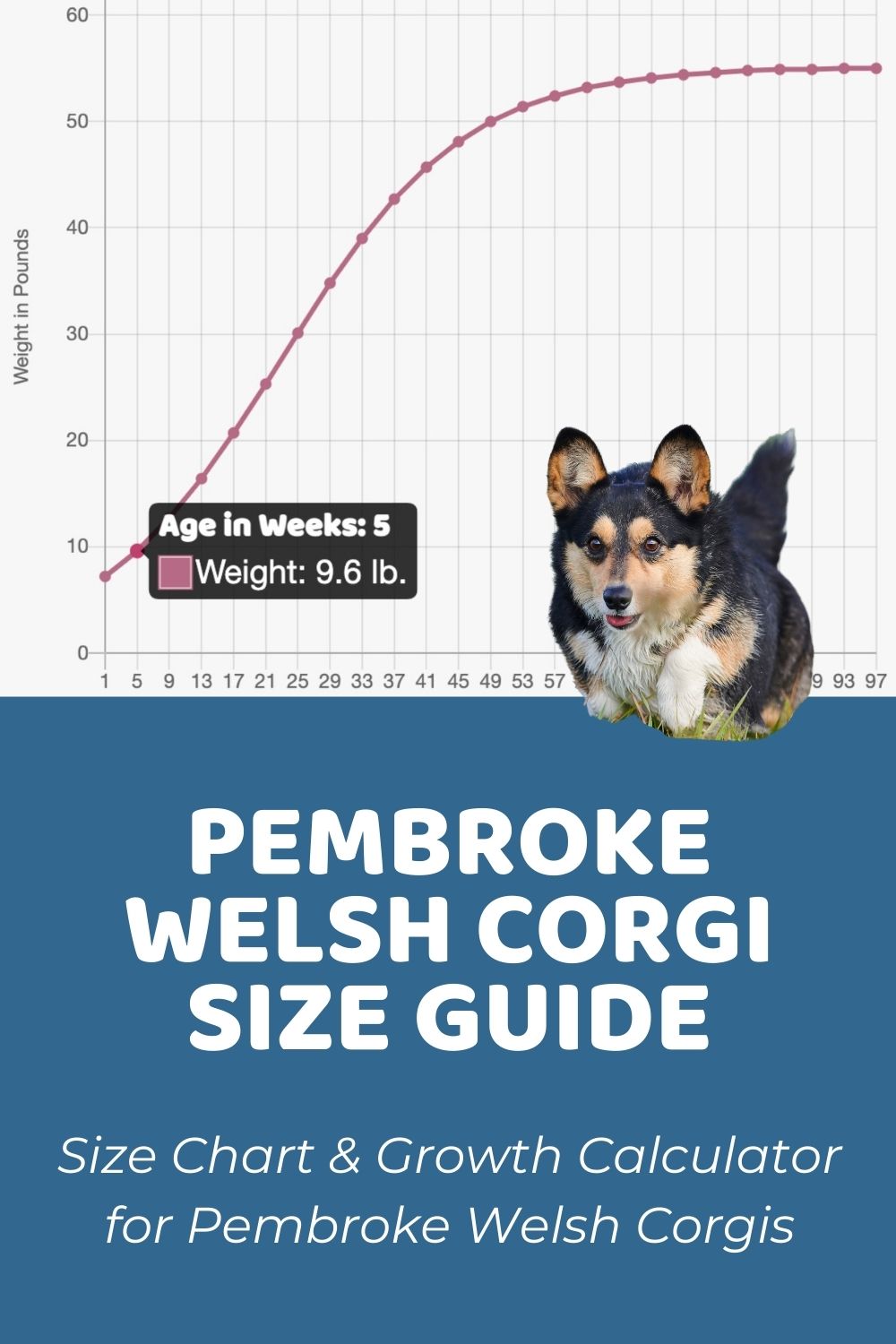 at what age is a cardigan welsh corgi full grown