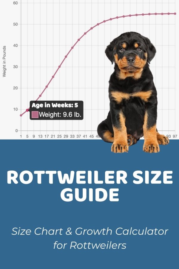 Interactive Rottweiler Growth Chart and Calculator Puppy Weight