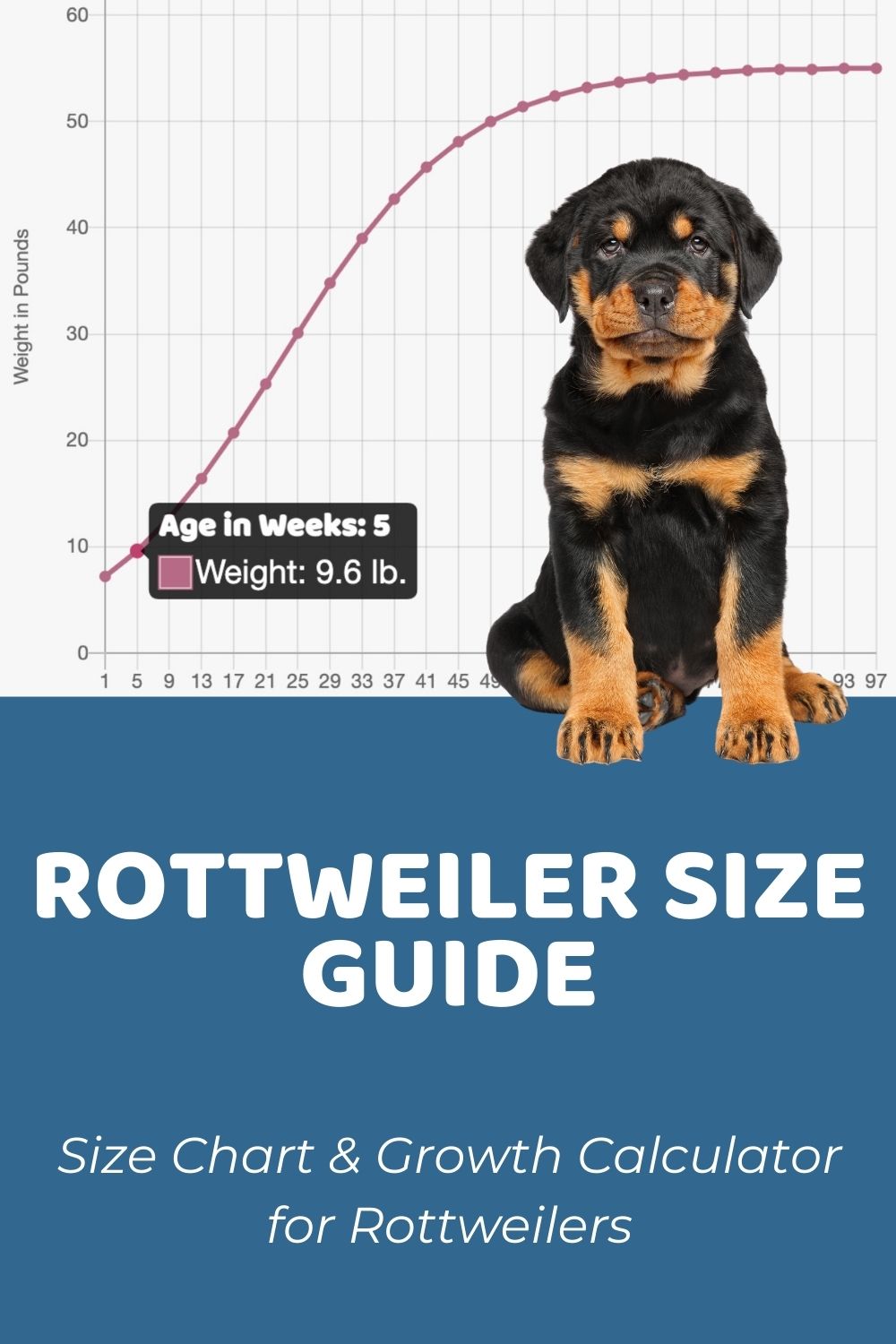 how tall is a full grow female rottweiler