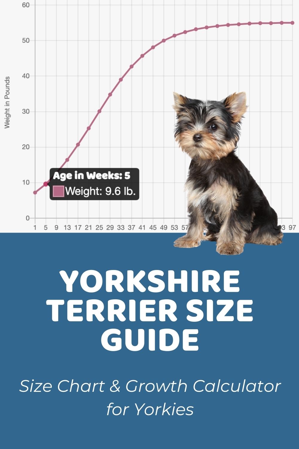 what is the size of a yorkshire terrier