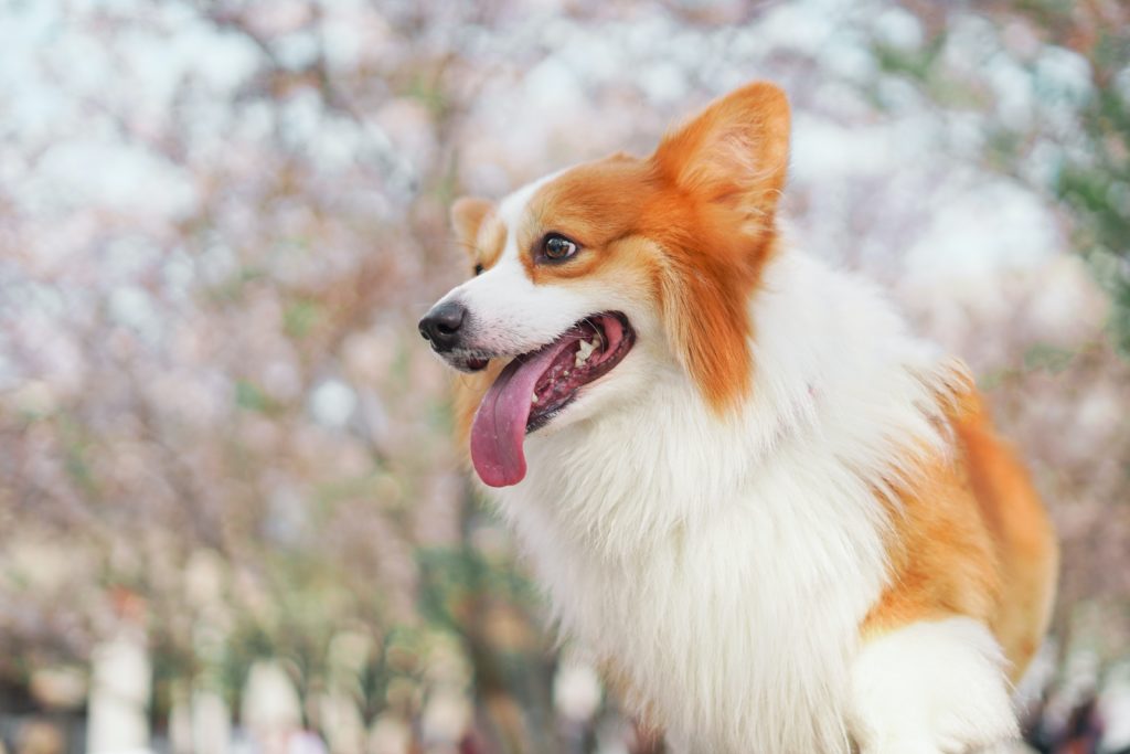 Pembroke Welsh Corgi