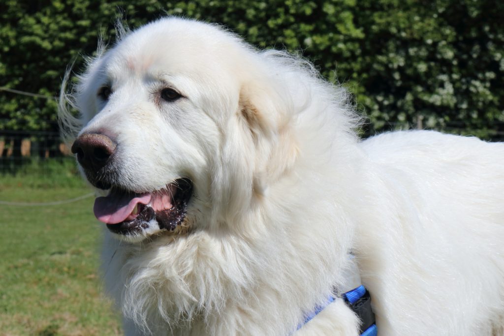 Great Pyreneese 