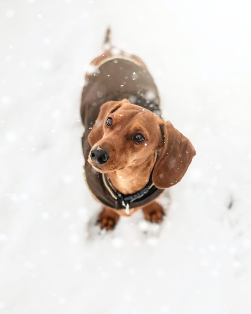 Dachshund