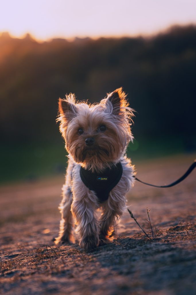 Yorkshire Terrier 