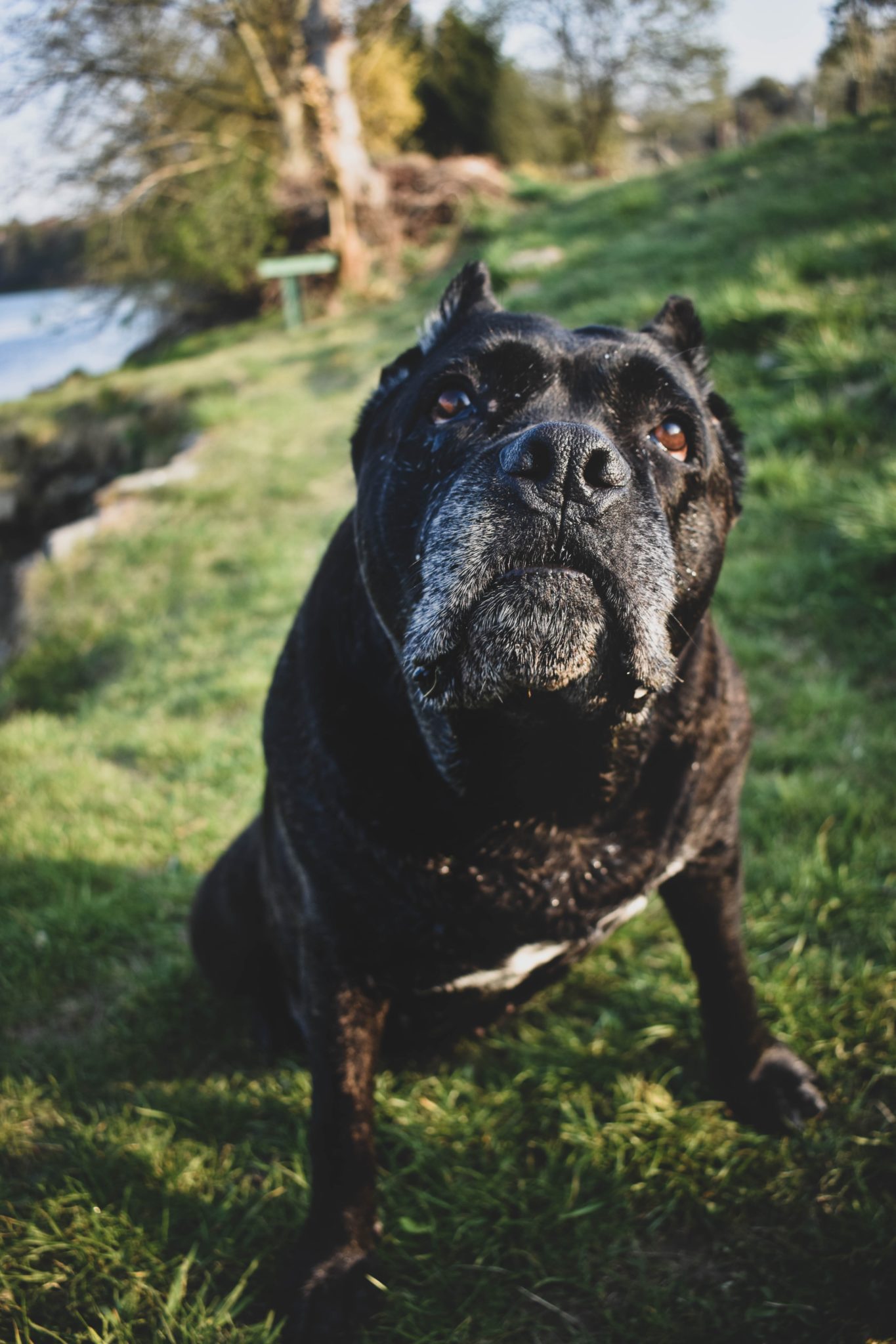 Cane Corso Size Guide Size Chart And Growth Patterns