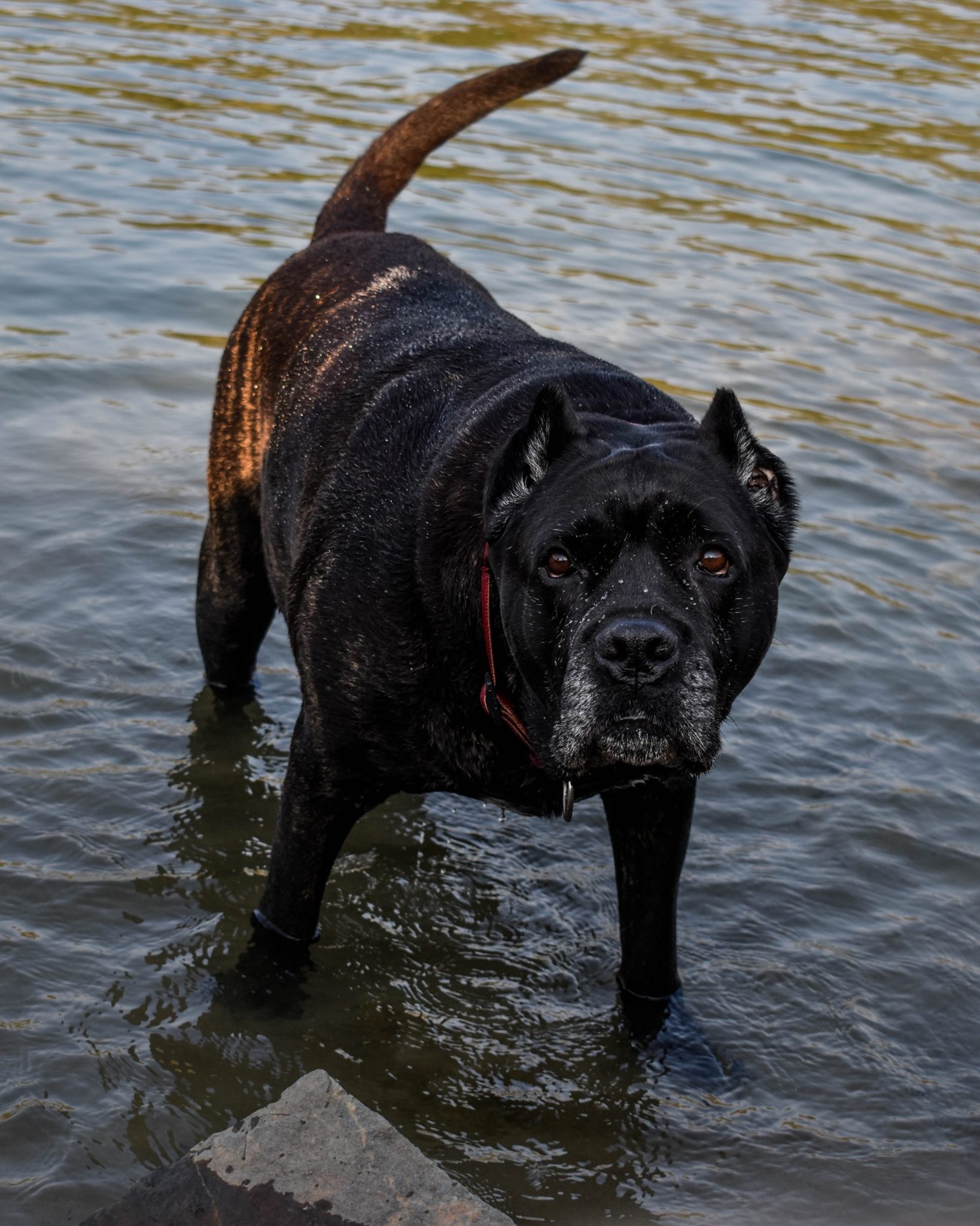 Cane Corso Size Guide: Size Chart & Growth Patterns