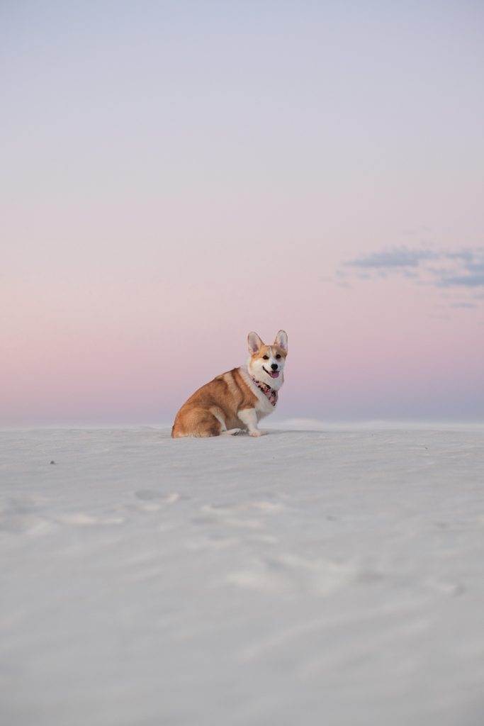 Pembroke Welsh Corgi