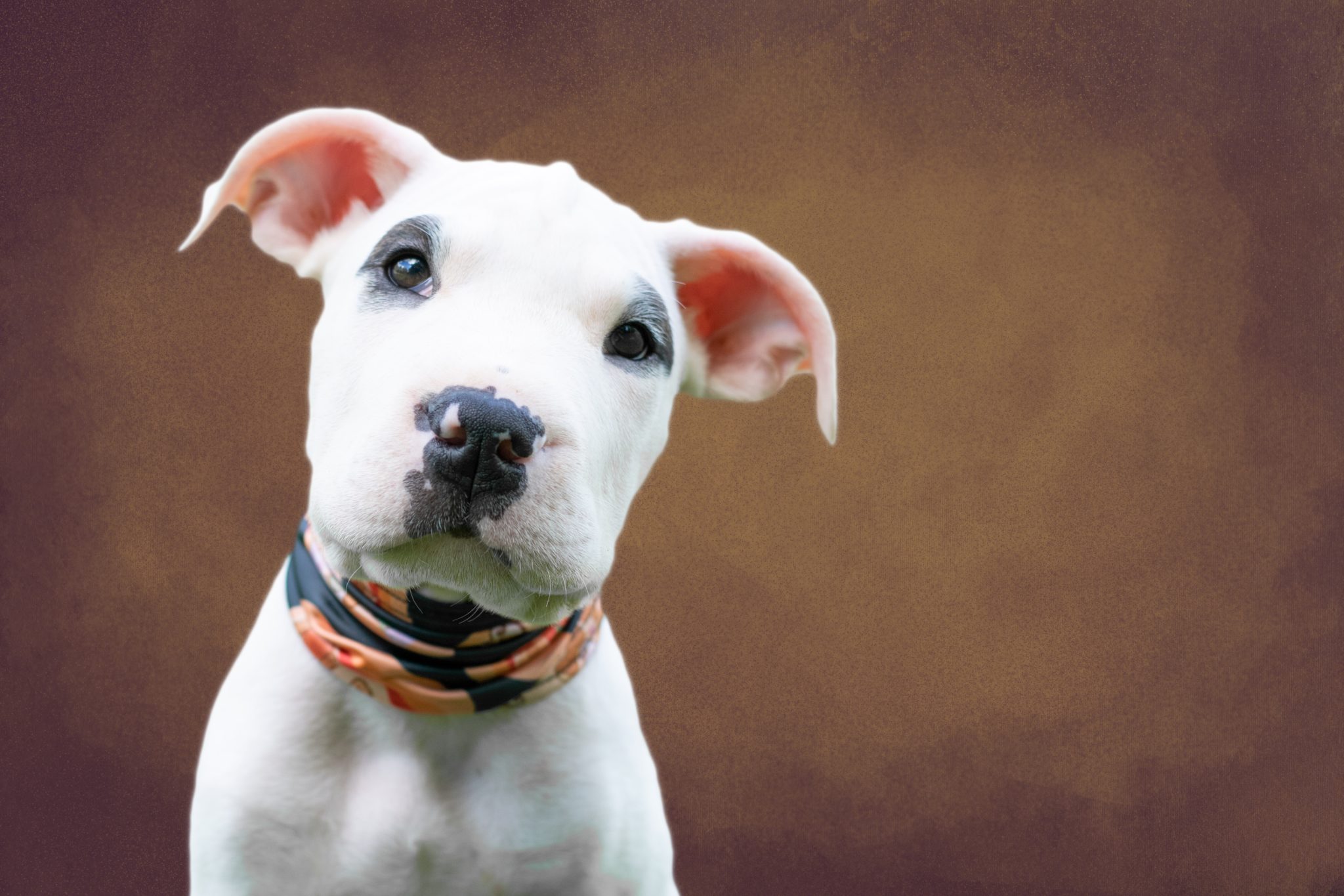 American Pit Bull Terrier Size Guide: How Big Do These Dogs Get?