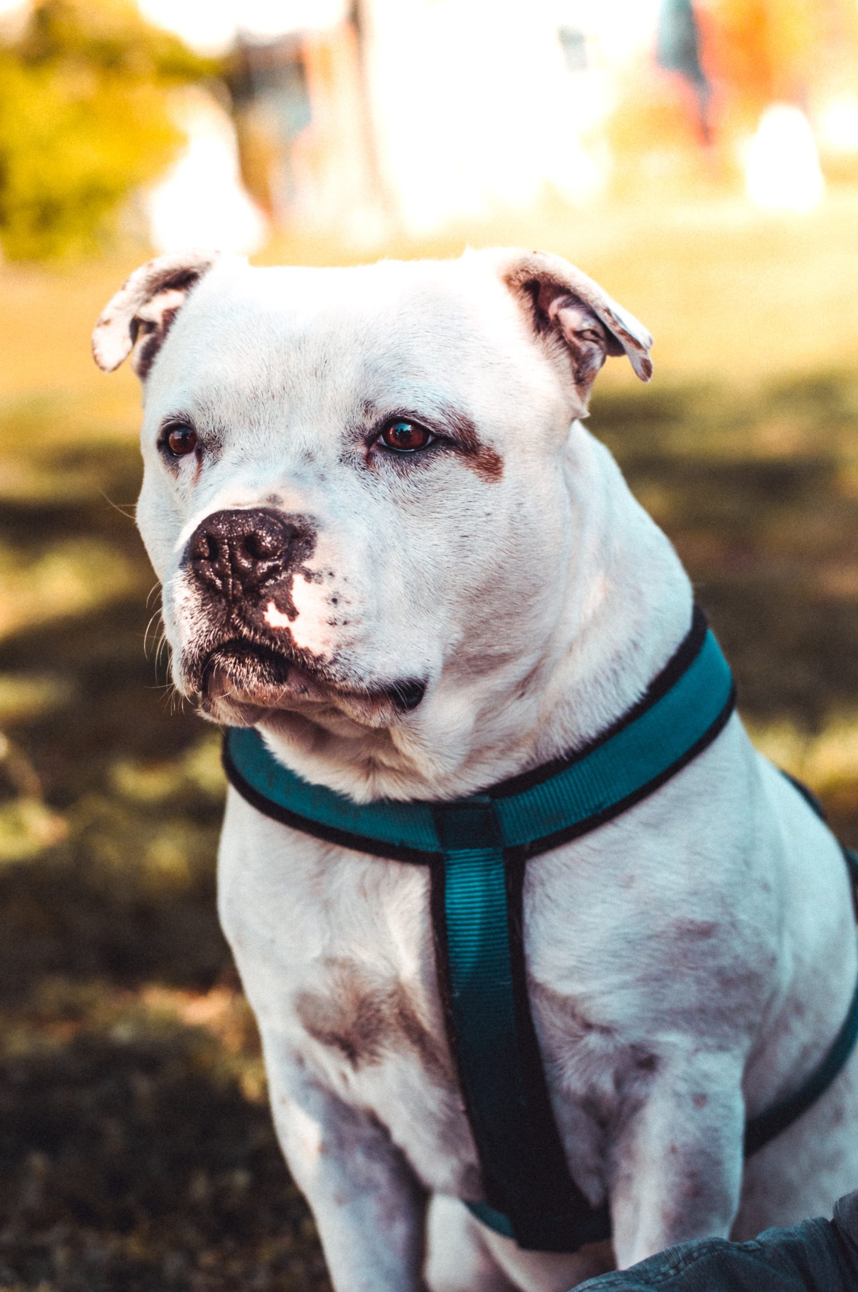 American Pit Bull Terrier Size Guide: How Big Do These Dogs Get?