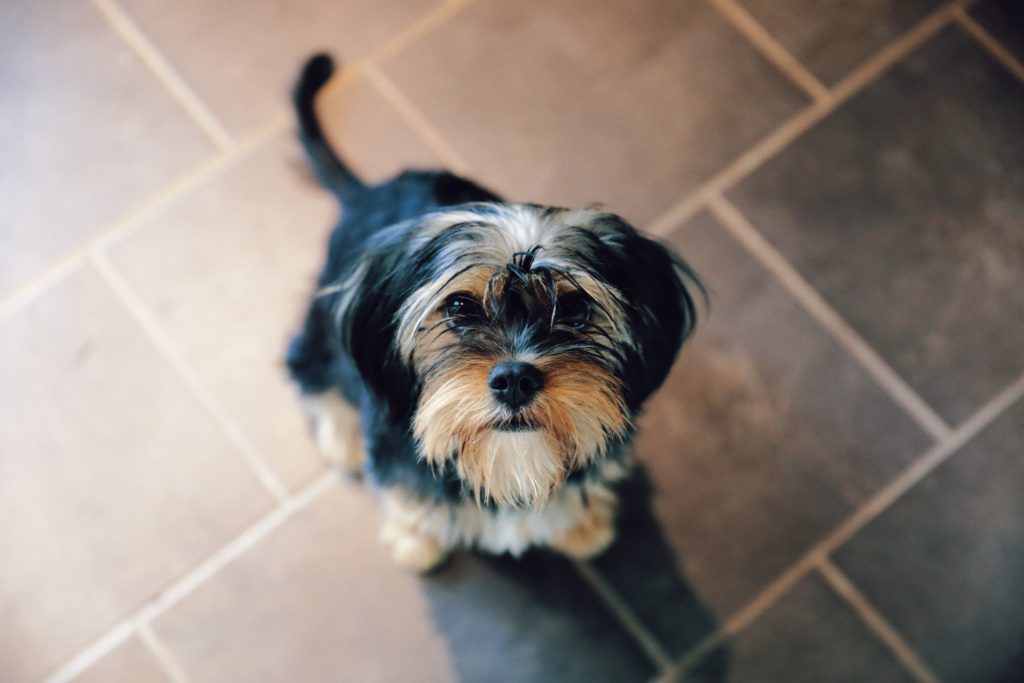 Yorkshire Terrier 