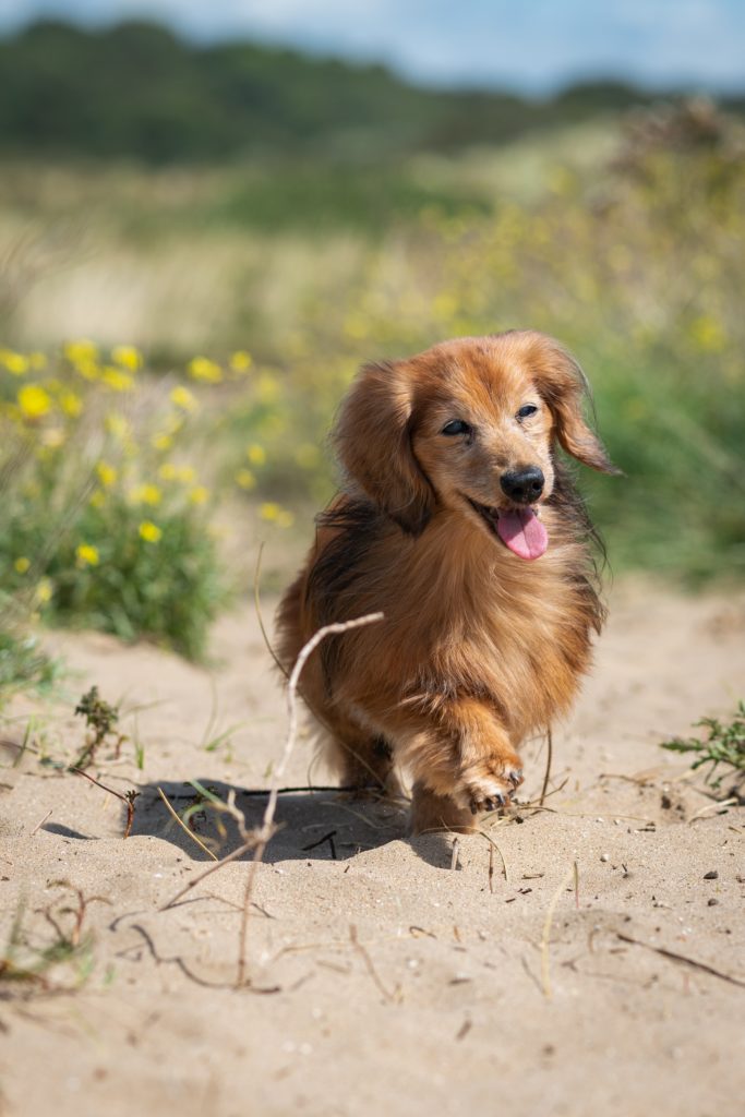 Dachshund Size Guide How Big Do Dachshunds Get? Puppy Weight Calculator