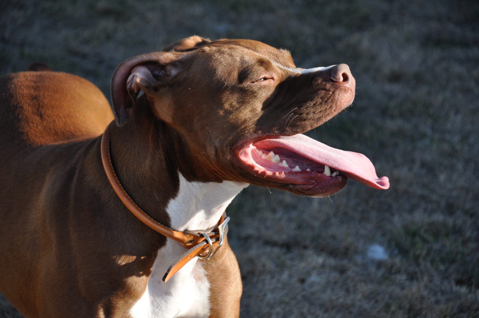 American Pit Bull Terrier Size Guide: How Big Do These Dogs Get?