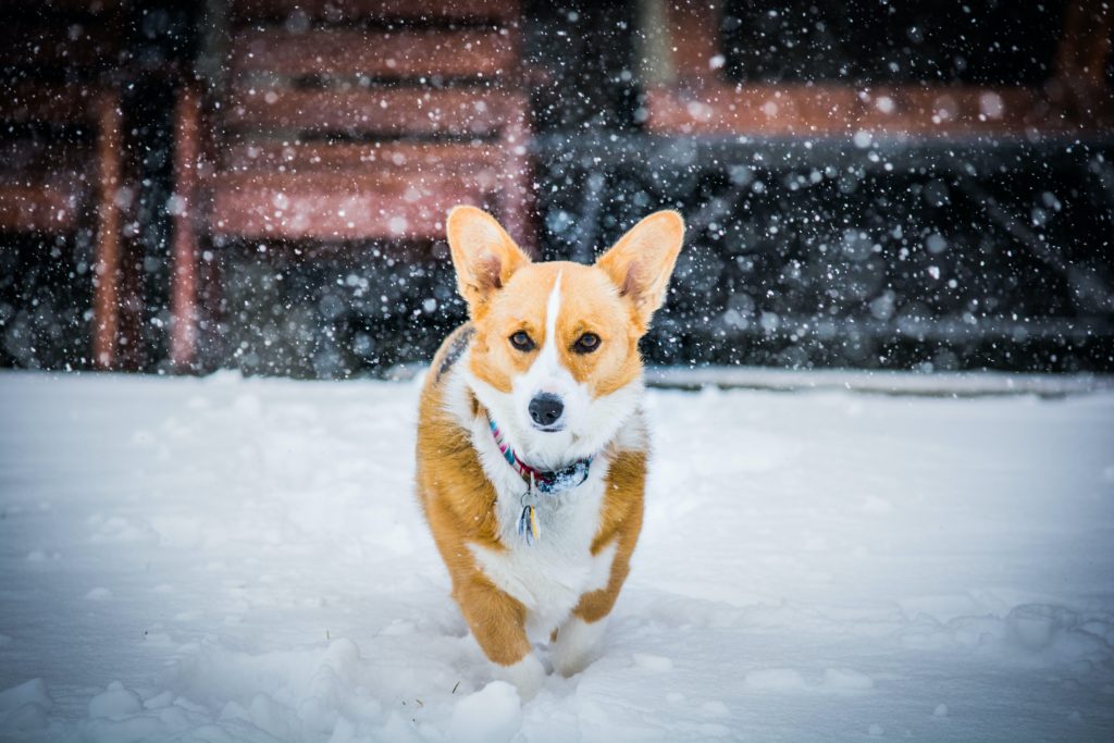 at what age is a pembroke welsh corgi full grown