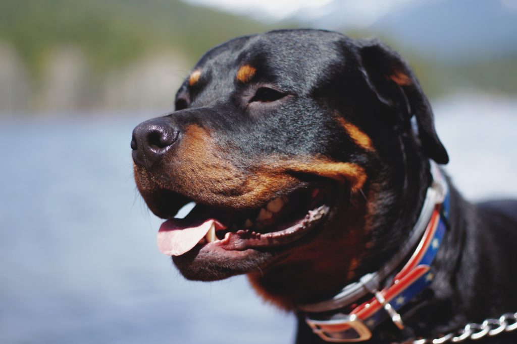 Rottweiler