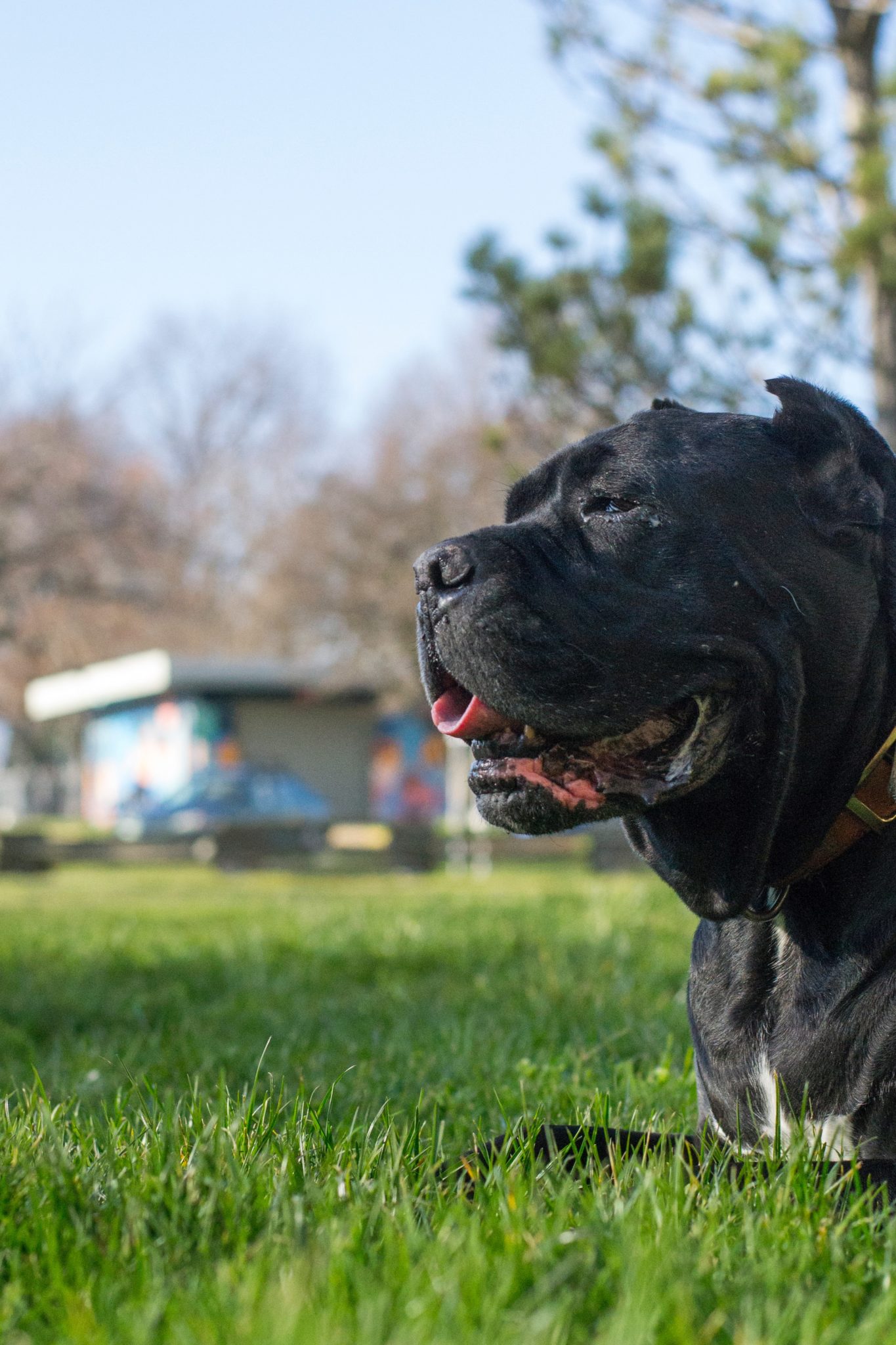 Cane Corso Size Guide Size Chart & Growth Patterns