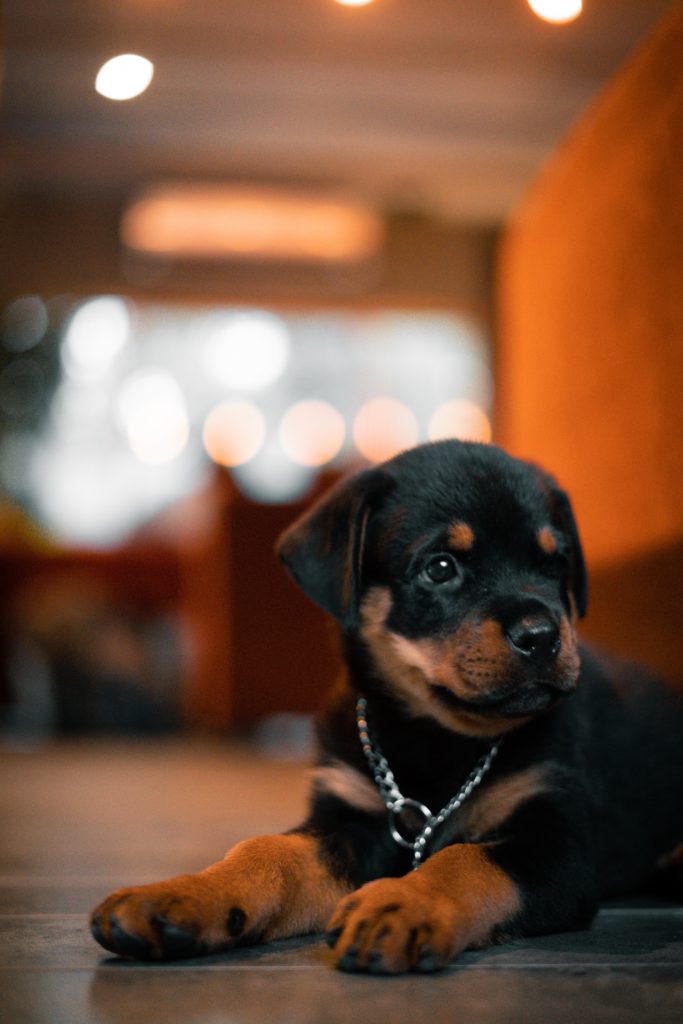 Rottweiler