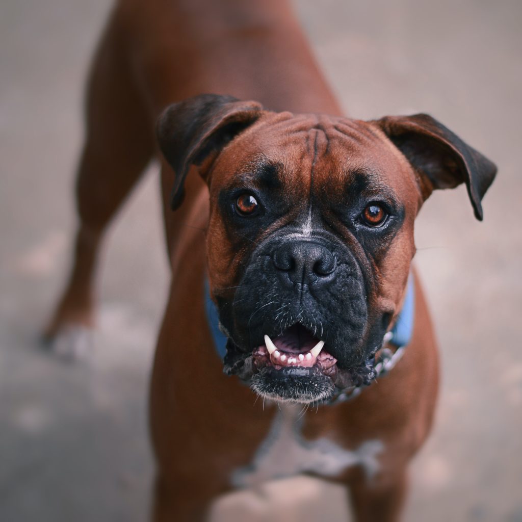 full grown boxer mastiff