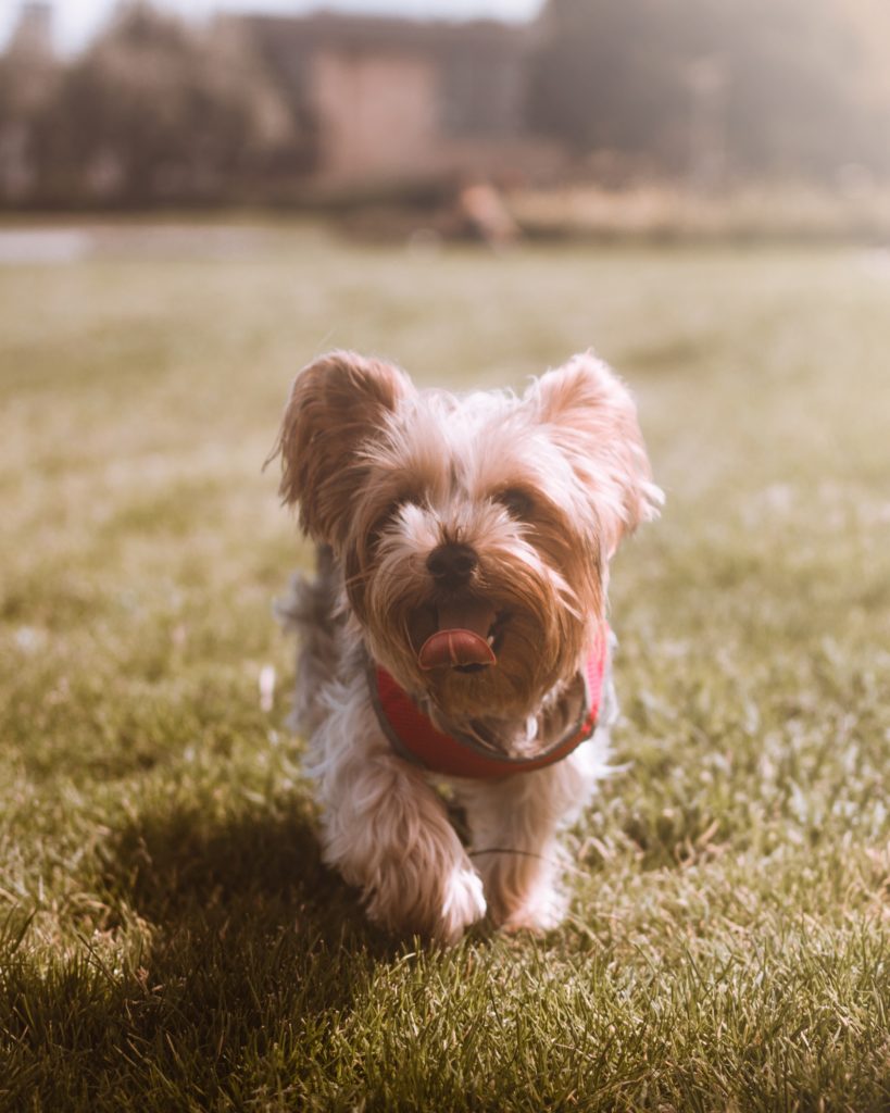 Yorkshire Terrier