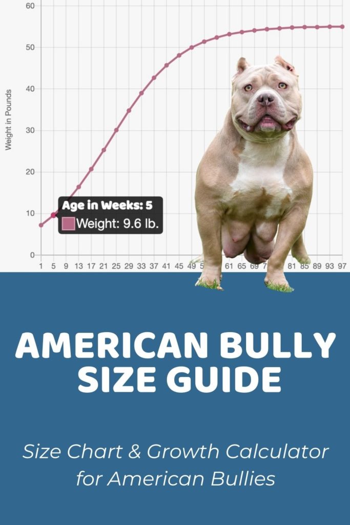 American Bully Size Guide How Big Does an American Bully Get - Puppy Weight Calculator