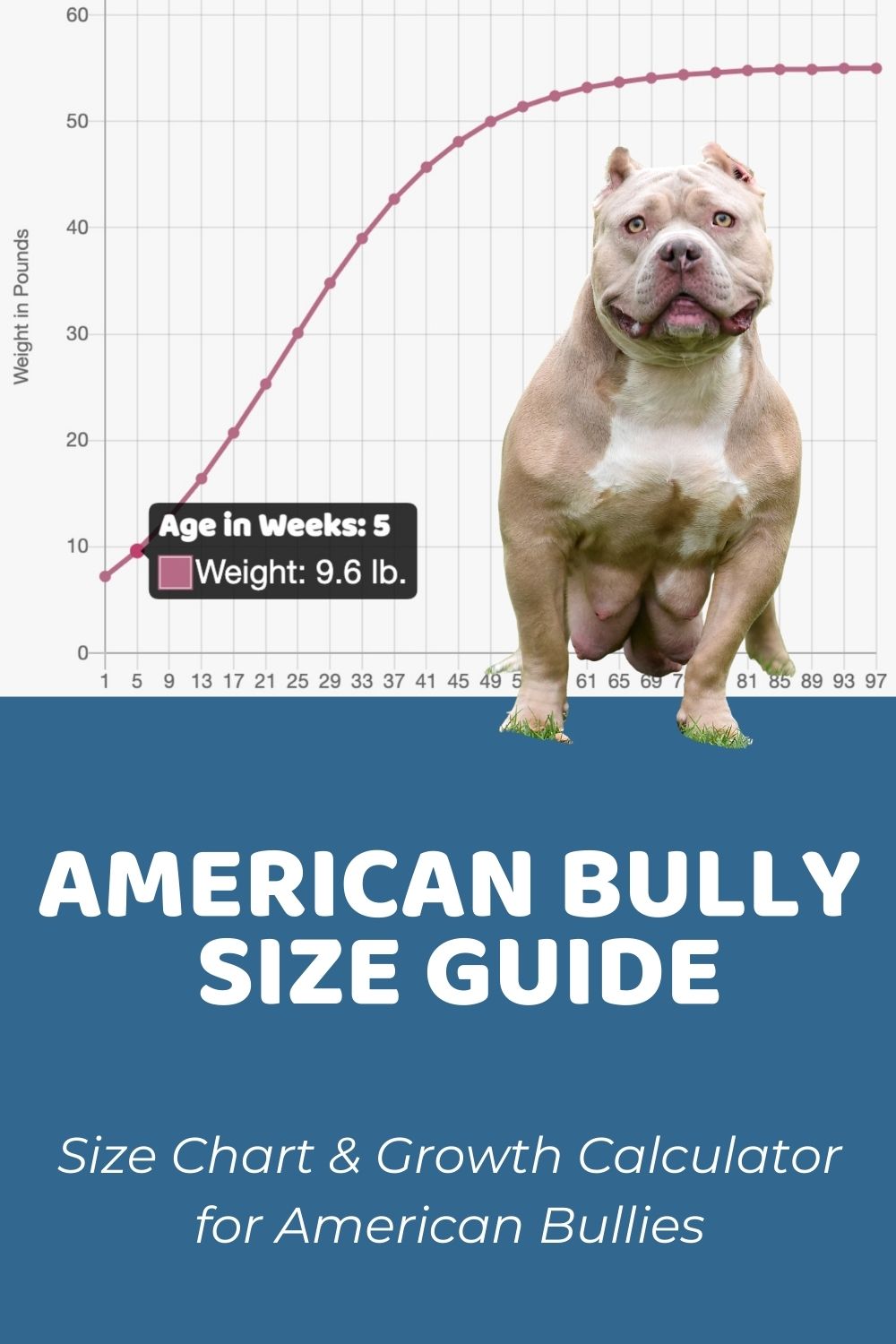 how much should 5 month old american bulldog weigh