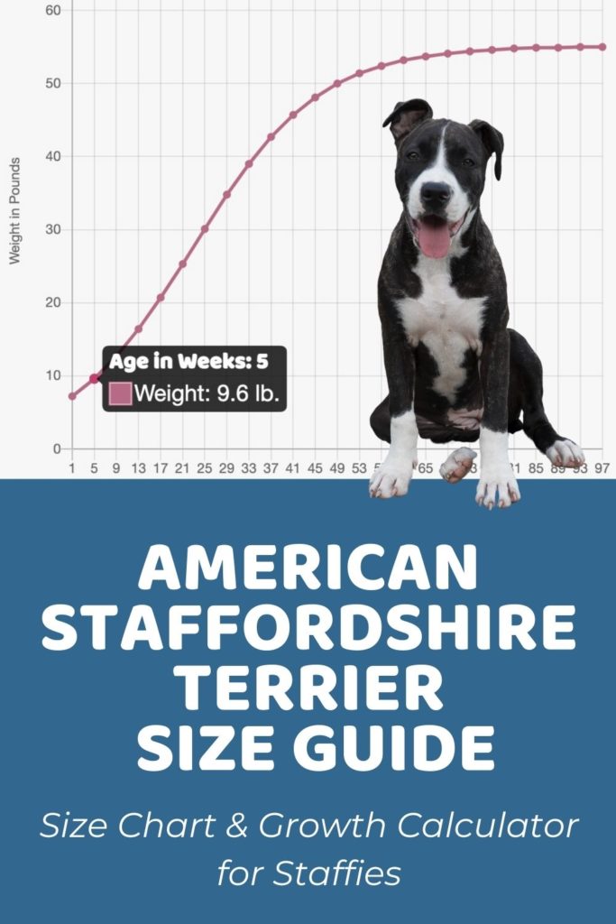 American Staffordshire Terrier Size Chart & Growth Patterns - Puppy Weight Calculator