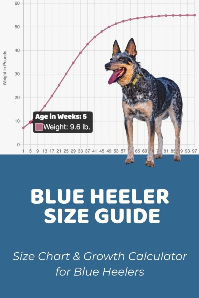 Blue Heeler Size Guide How Big Do Blue Heelers Get
