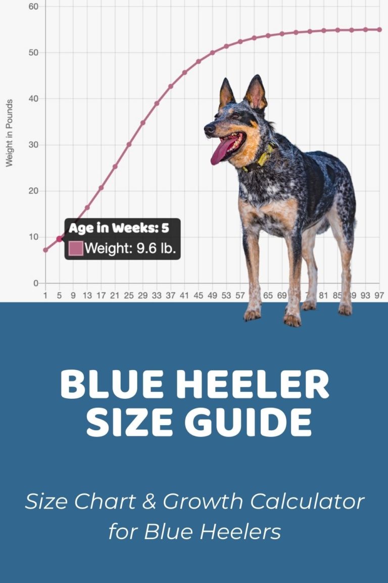 Interactive Blue Heeler (Australian Cattle Dog) Growth Chart and