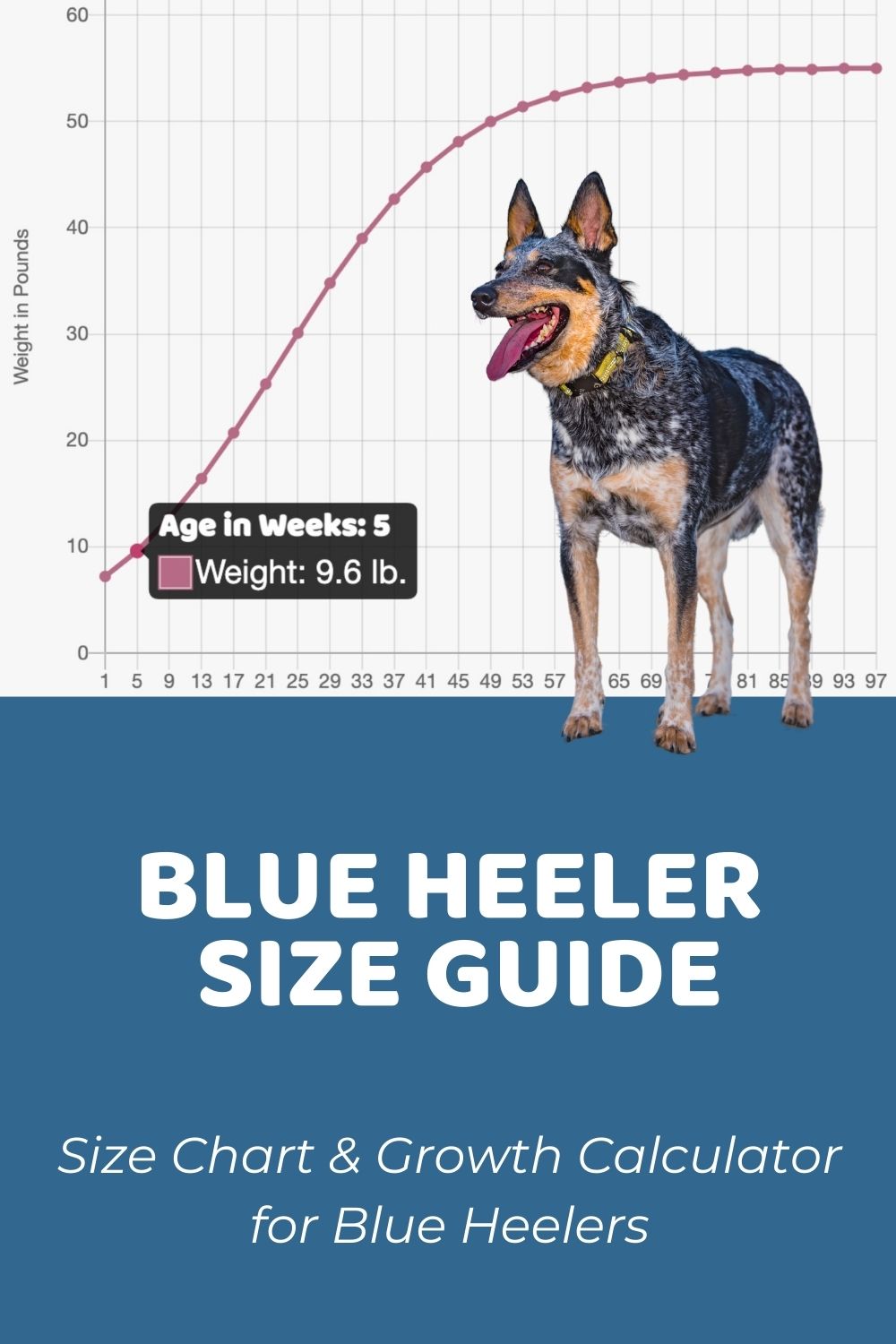 Blue Heeler Size Guide How Big Do Australian Cattle Dogs Get Puppy Weight Calculator